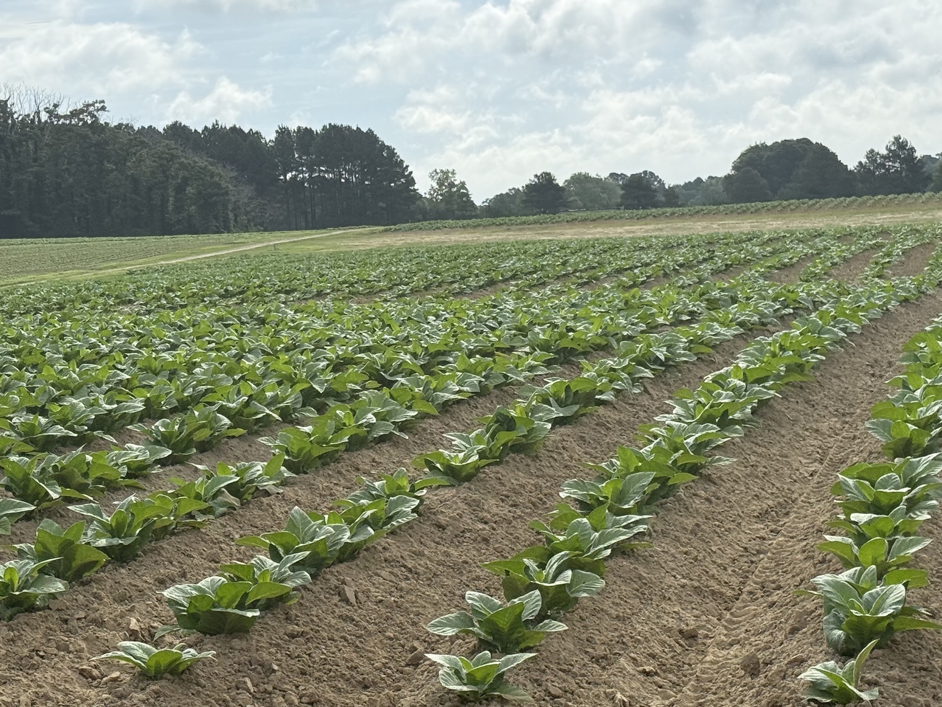 Field research photo 2