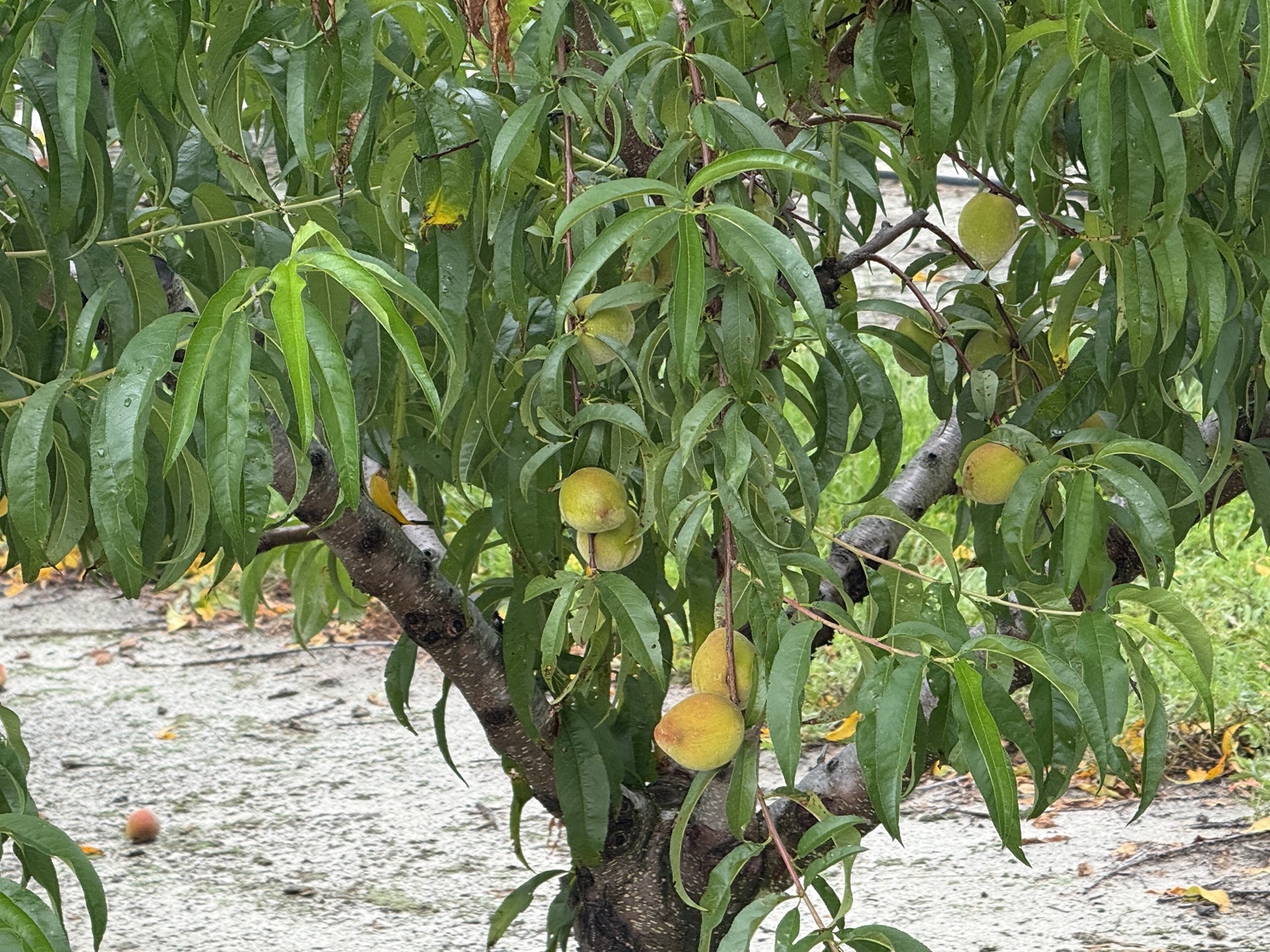 Field research photo 6