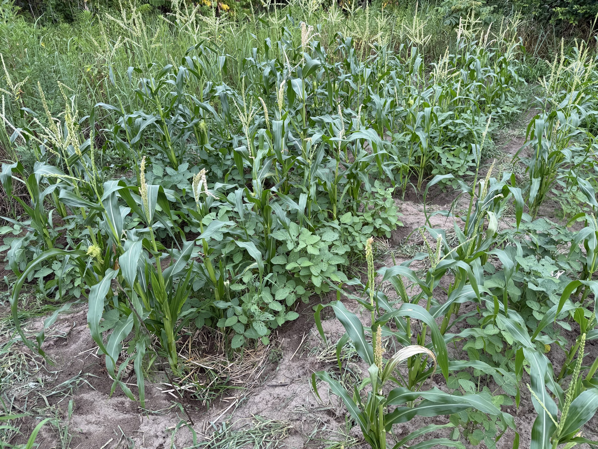 Field research photo 38