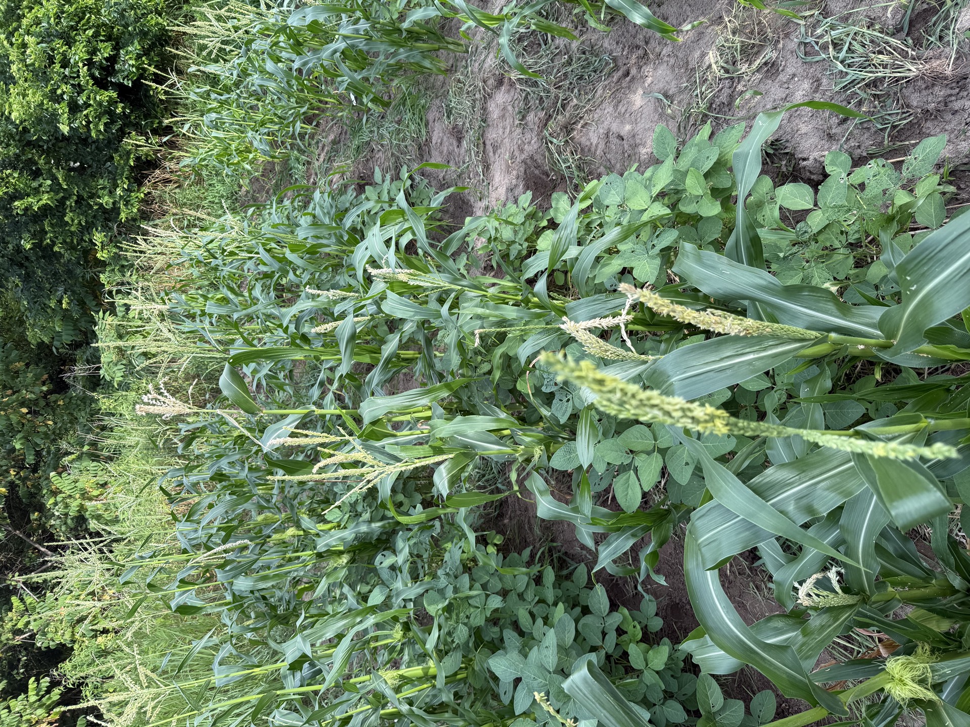 Field research photo 39