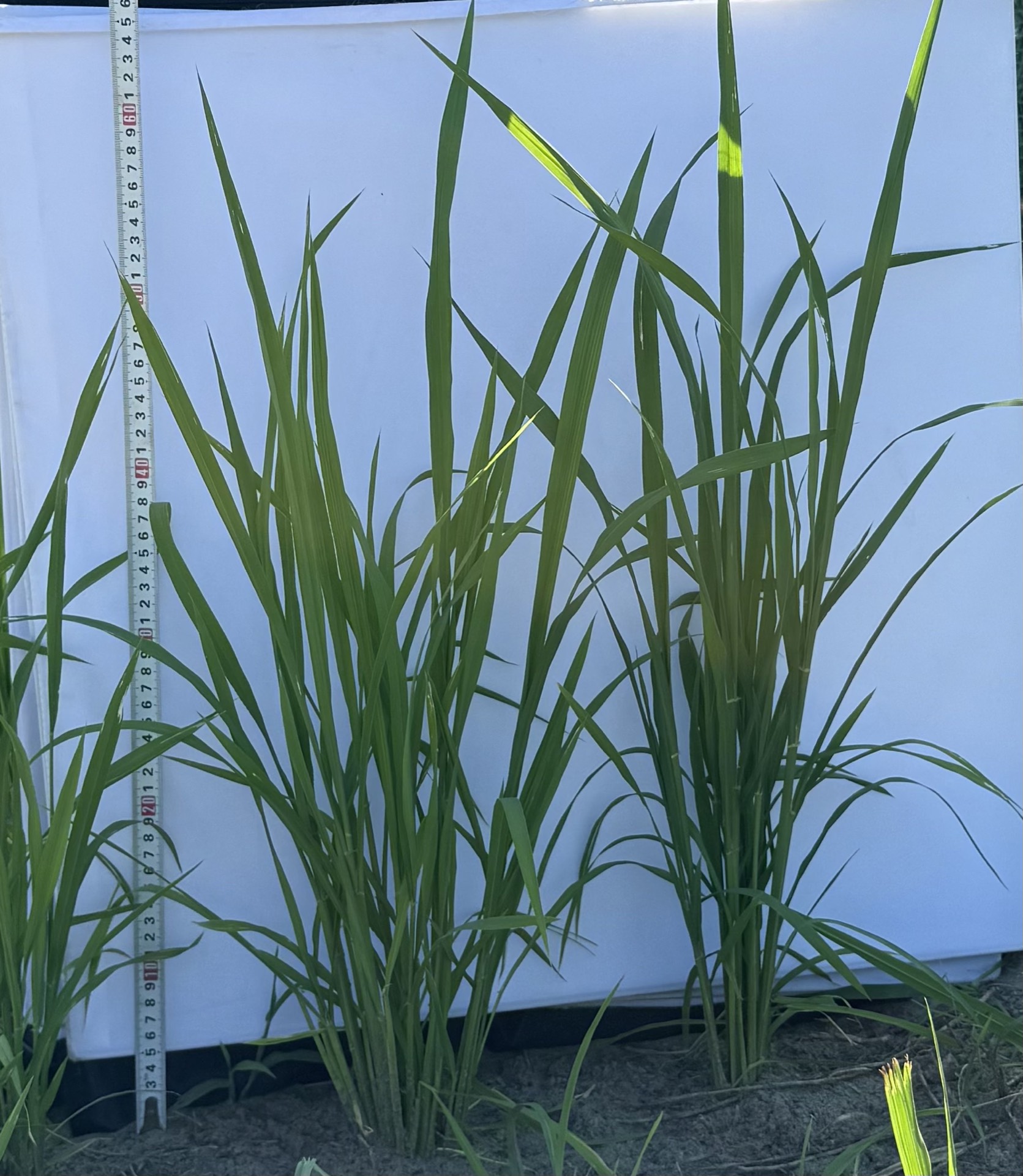 Field research photo 41