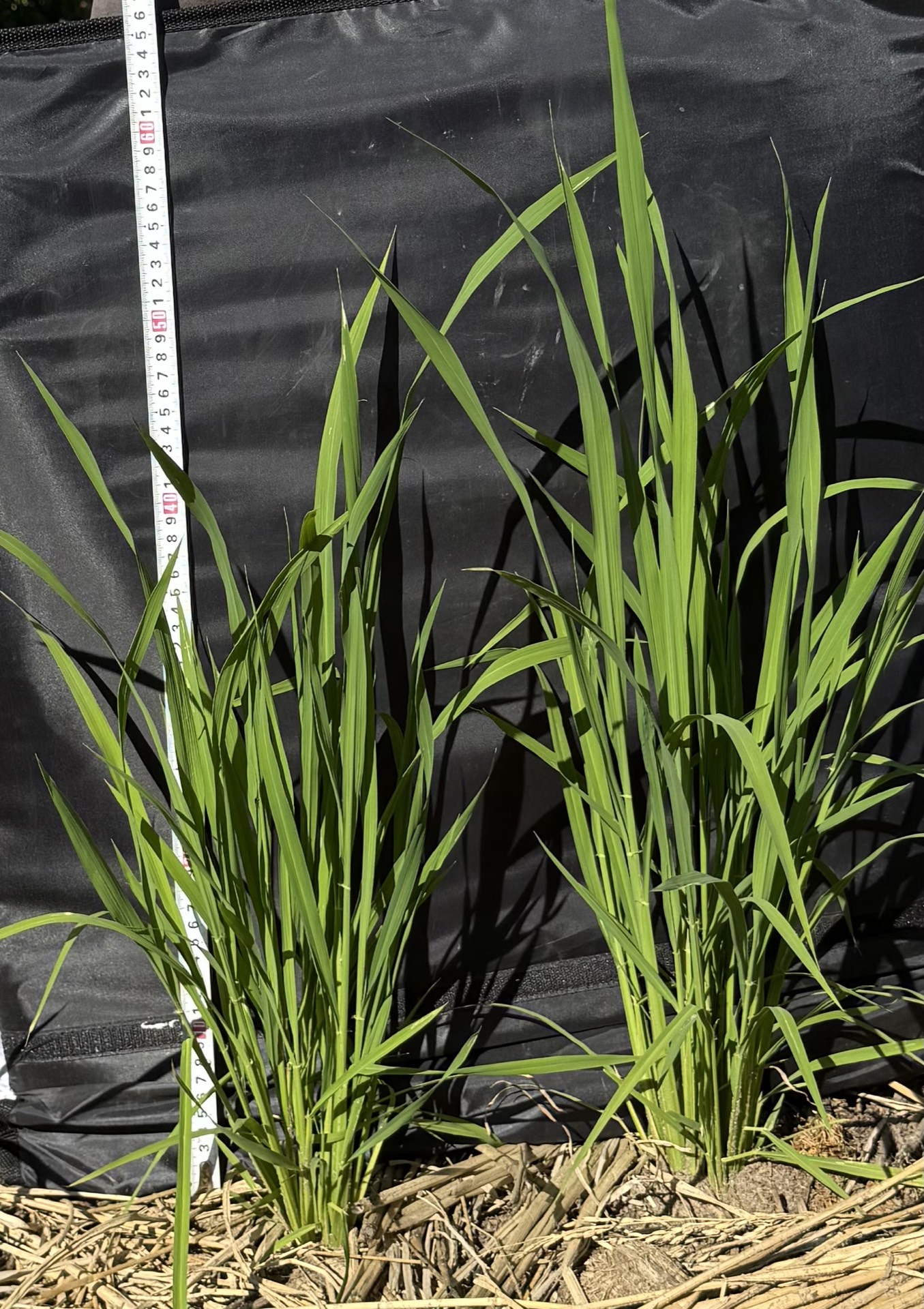 Field research photo 44