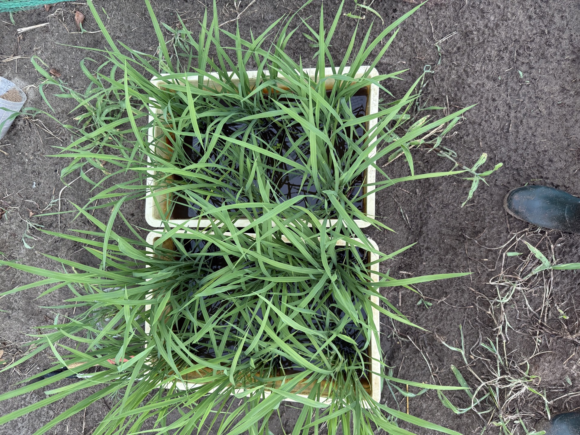 Field research photo 50