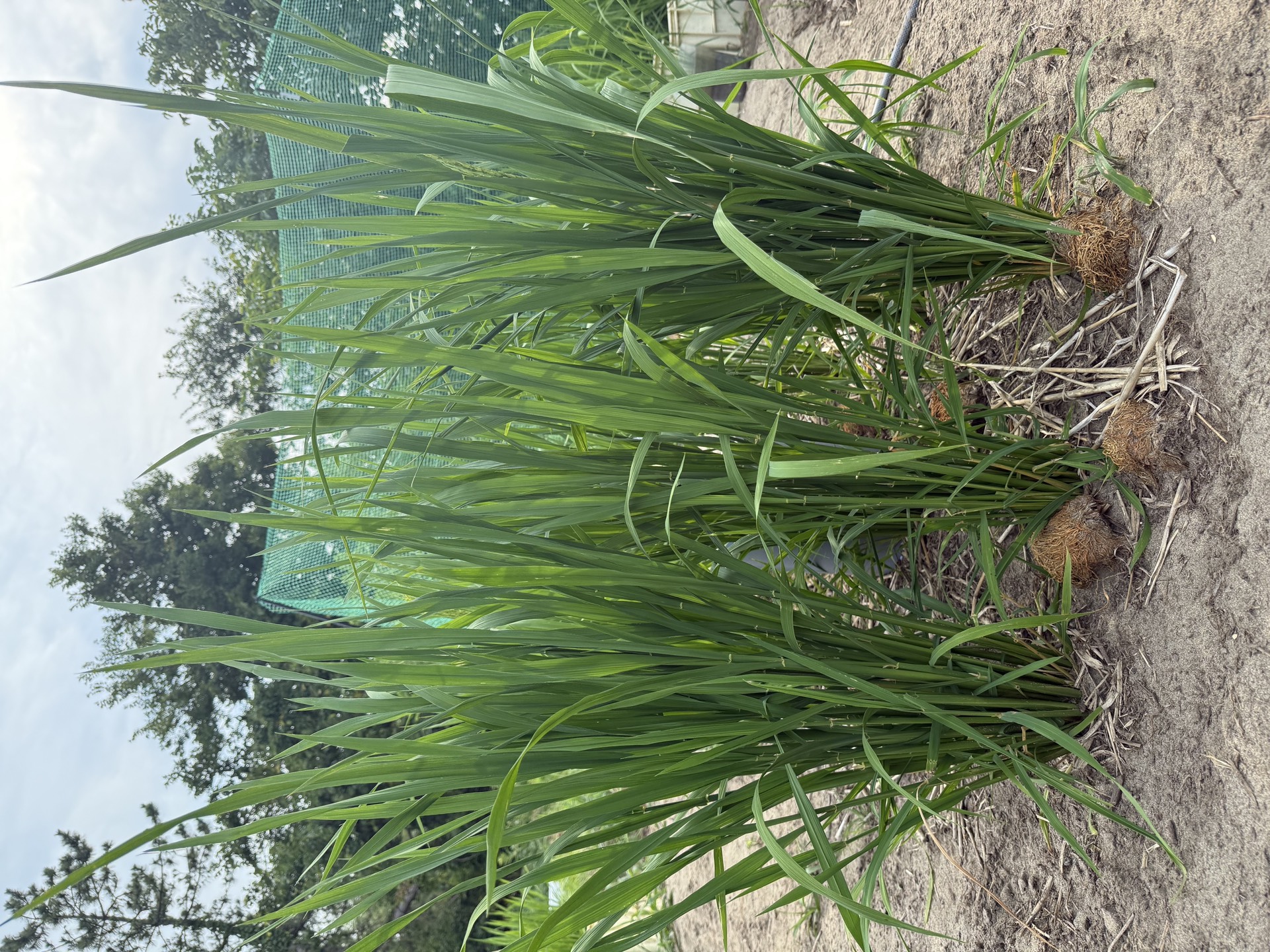 Field research photo 54