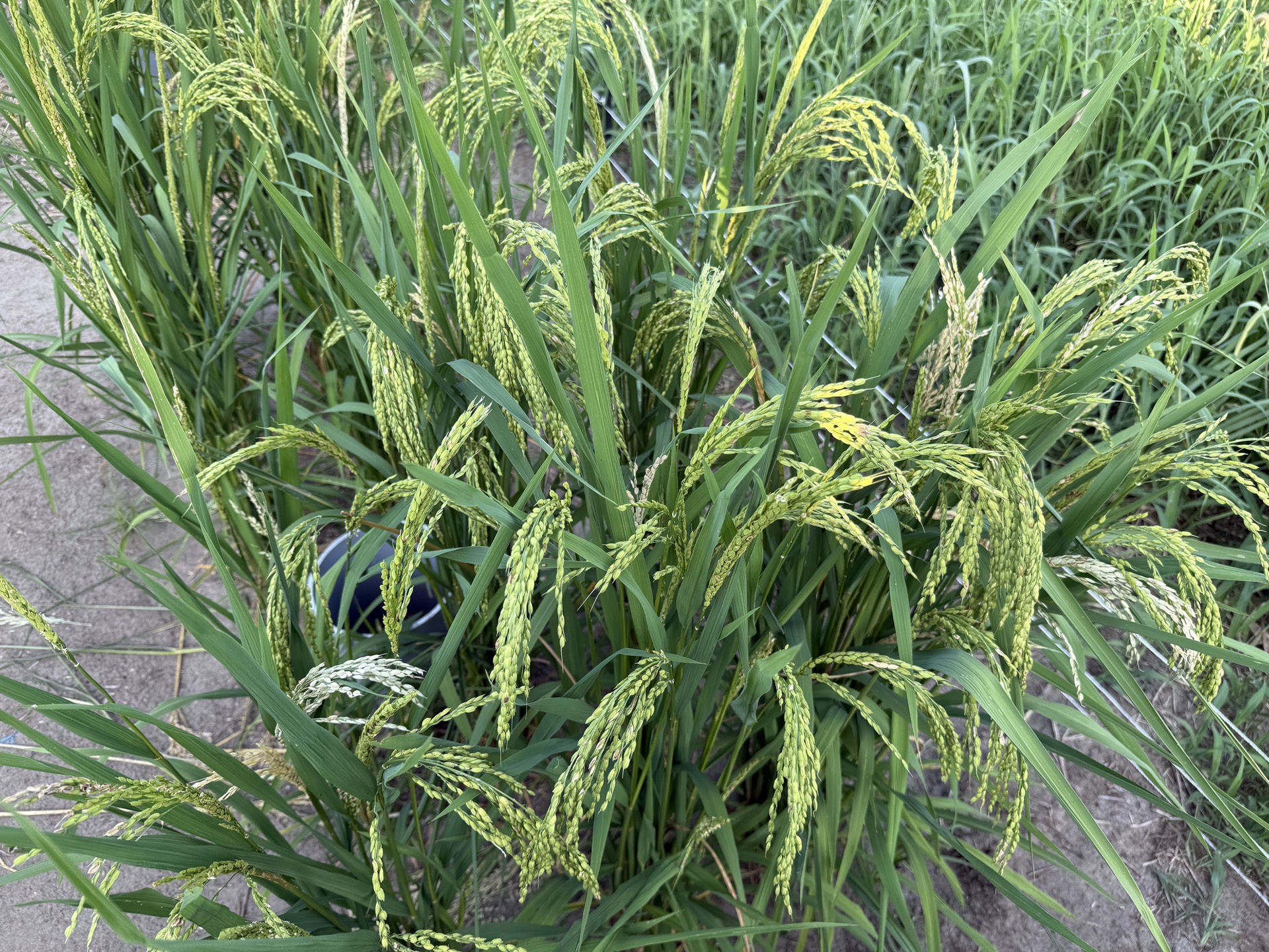 Field research photo 68