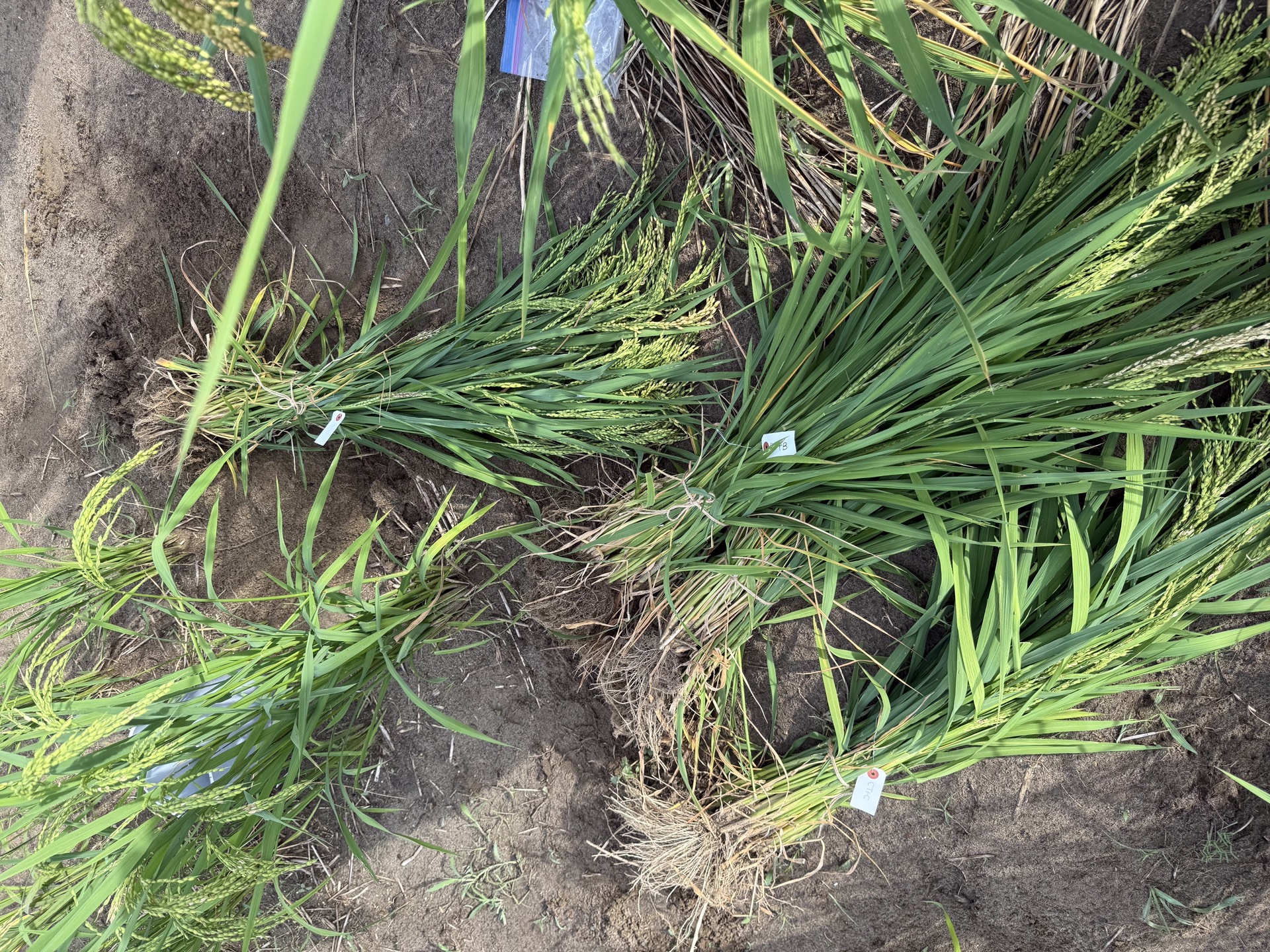 Field research photo 69